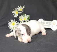 Cooper AKC Dapple pie, a male Miniature Dachshund for sale in Laurel, IN – Photo 4 of 5
