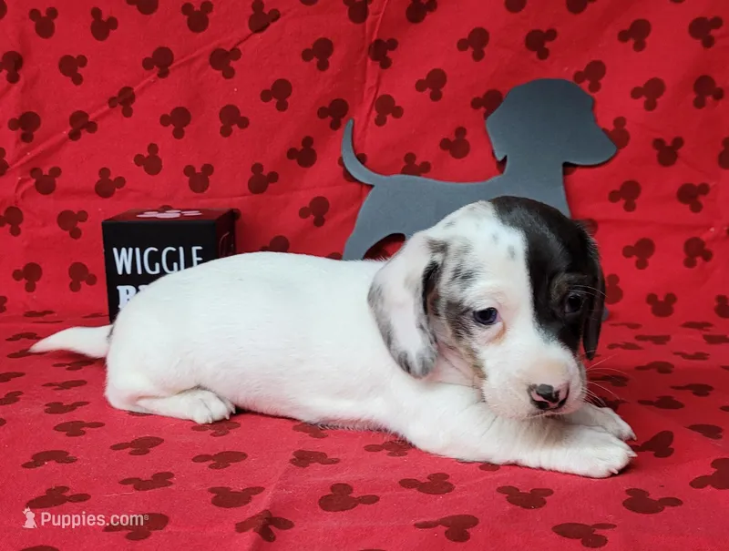 Cooper AKC Dapple pie – Miniature Dachshund puppy for sale in Laurel, IN