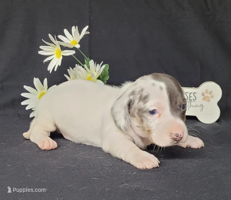 Cooper AKC Dapple pie – Miniature Dachshund puppy for sale in Laurel, IN