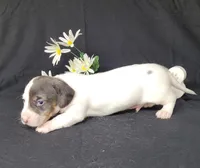 Cooper AKC Dapple pie, a male Miniature Dachshund for sale in Laurel, IN – Photo 5 of 5