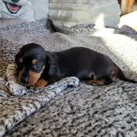 BONNIE AKC Reg, a female Miniature Dachshund for sale in Laurel, IN – Photo 3 of 3