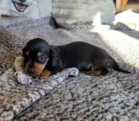BONNIE AKC Reg, a female Miniature Dachshund for sale in Laurel, IN – Photo 3 of 3