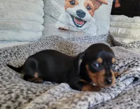 BONNIE AKC Reg, a female Miniature Dachshund for sale in Laurel, IN – Photo 1 of 3