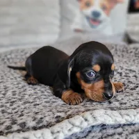 BONNIE AKC Reg, a female Miniature Dachshund for sale in Laurel, IN – Photo 2 of 3