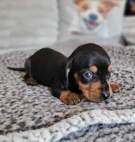 BONNIE AKC Reg, a female Miniature Dachshund for sale in Laurel, IN – Photo 2 of 3