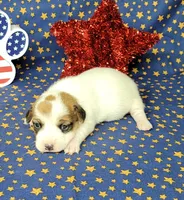 Ripley CKC Reg female, a female Jack Russell Terrier for sale in Laurel, IN – 1 of 7