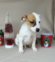 Westfork Falcon Registered JRT, a male Jack Russell Terrier for sale in Laurel, IN – Photo 7 of 8