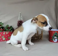 Westfork Falcon Registered JRT, a male Jack Russell Terrier for sale in Laurel, IN – Photo 2 of 8