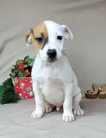 Westfork Falcon Registered JRT, a male Jack Russell Terrier for sale in Laurel, IN – Photo 6 of 8