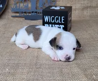 Jinx purebred JRT , a female Jack Russell Terrier for sale in Laurel, IN – 3 of 6