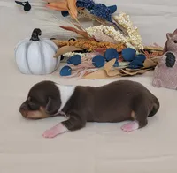 AKC Harriet purebred Miniature Dachshund , a female Miniature Dachshund for sale in Laurel, IN – 4 of 4