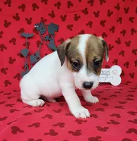 CKC Pax *Delivery available*, a male Jack Russell Terrier for sale in Laurel, IN – 4 of 6