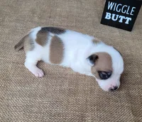 Jax purebred *Delivery available*, a male Jack Russell Terrier for sale in Laurel, IN – 5 of 6