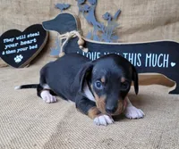 Sofie AKC female, a female Miniature Dachshund for sale in Laurel, IN – 4 of 5