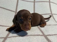 AKC Wayne *Delivery Available*, a male Miniature Dachshund for sale in Laurel, IN – 5 of 6