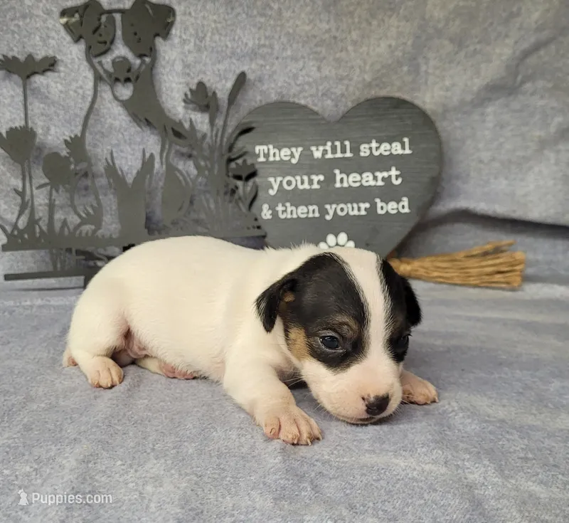 Ricochet purebred JRT – Jack Russell Terrier puppy for sale in Laurel, IN