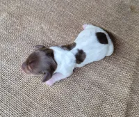 Chloe AKC purebred *Delivery*, a female Miniature Dachshund for sale in Laurel, IN – 4 of 4