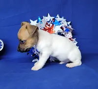 Jude purebred JRT, a male Jack Russell Terrier for sale in Laurel, IN – 6 of 6