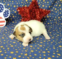 Ripley CKC Reg female, a female Jack Russell Terrier for sale in Laurel, IN – 3 of 7