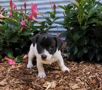 Pebbles Ready NOW, a female Jack Russell Terrier for sale in Laurel, IN – 5 of 6