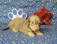 Cora AKC *Delivery*, a female Miniature Dachshund for sale in Laurel, IN – 5 of 6