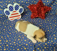 Riggs CKC male, a male Jack Russell Terrier for sale in Laurel, IN – 5 of 7
