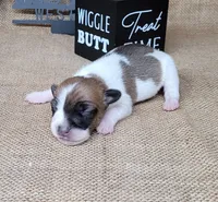 Rebel *Delivery available*, a male Jack Russell Terrier for sale in Laurel, IN – 4 of 8