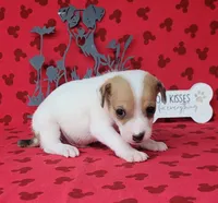 CKC Thor *Delivery Available , a male Jack Russell Terrier for sale in Laurel, IN – 3 of 6