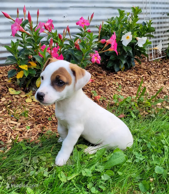 NASH CKC Reg purebred – Jack Russell Terrier puppy for sale in Laurel, IN
