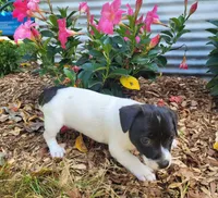 Pebbles Ready NOW, a female Jack Russell Terrier for sale in Laurel, IN – 2 of 6