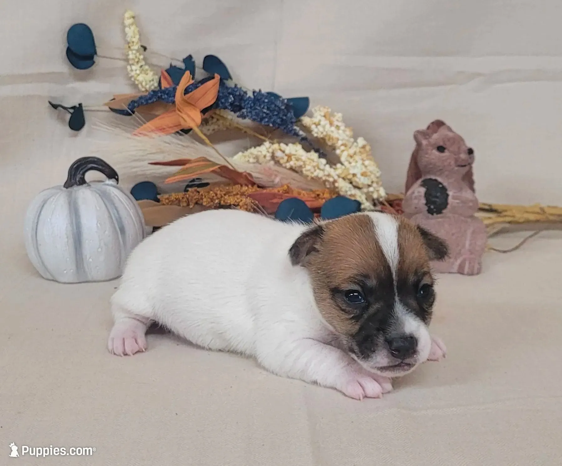 Tara purebred JRT *Delivery available*, a female Jack Russell Terrier for sale in Laurel, IN – 4 of 5