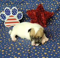 CKC "Pogo" delivery available , a male Jack Russell Terrier for sale in Laurel, IN – 5 of 6