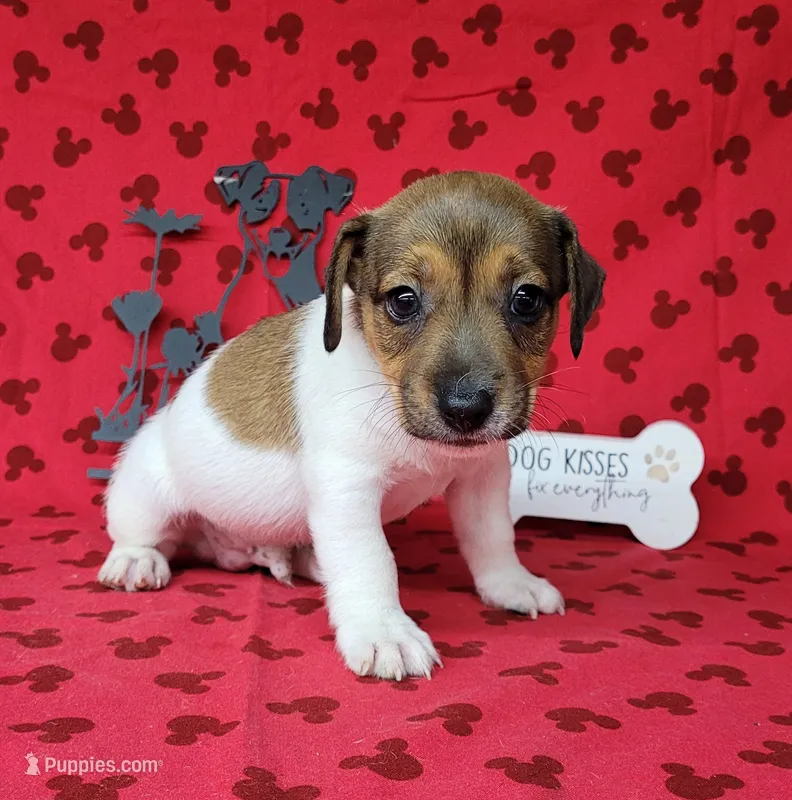 CKC "Puck" – Jack Russell Terrier puppy for sale in Laurel, IN