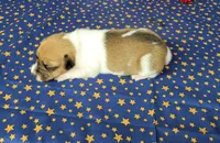 Riggs CKC male, a male Jack Russell Terrier for sale in Laurel, IN – 4 of 7