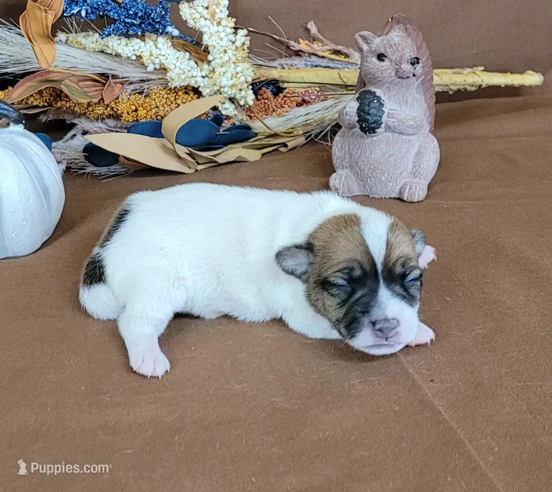 Tara purebred JRT – Jack Russell Terrier puppy for sale in Laurel, IN