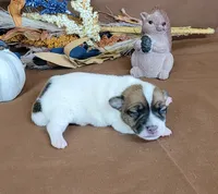 Tara purebred JRT, a female Jack Russell Terrier for sale in Laurel, IN – 1 of 5