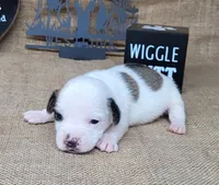 Jinx purebred JRT , a female Jack Russell Terrier for sale in Laurel, IN – 2 of 6