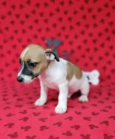 "Pyro" CKC Registered male, a male Jack Russell Terrier for sale in Laurel, IN – 4 of 5
