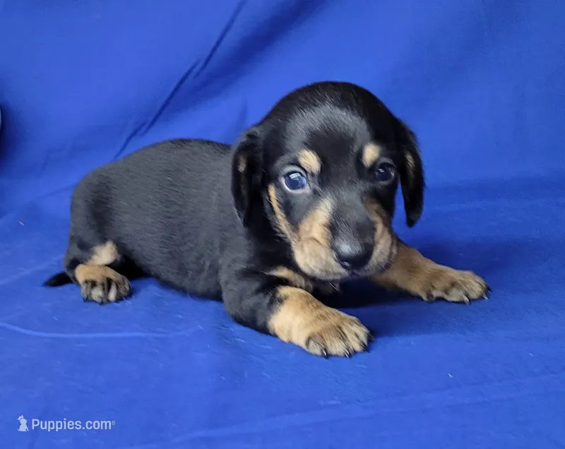 AKC "Levi" purebred – Miniature Dachshund puppy for sale in Laurel, IN