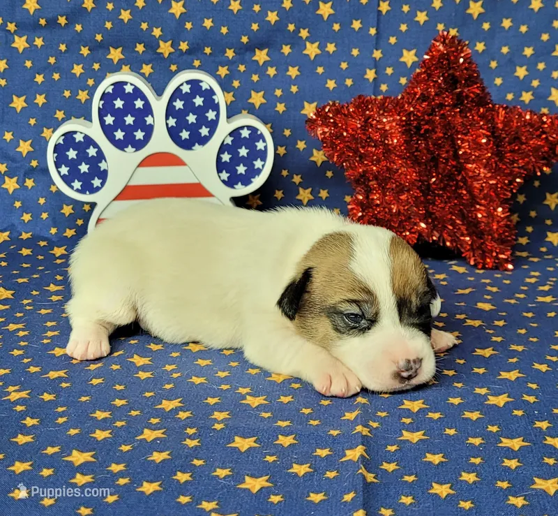 CKC Pax *Delivery available* – Jack Russell Terrier puppy for sale in Laurel, IN