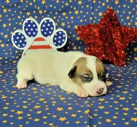 CKC Pax *Delivery available*, a male Jack Russell Terrier for sale in Laurel, IN – 1 of 7