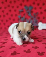 CKC Tina Delivery Available , a female Jack Russell Terrier for sale in Laurel, IN – 2 of 5