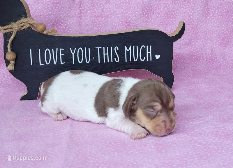 Chloe AKC purebred *Delivery* – Miniature Dachshund puppy for sale in Laurel, IN