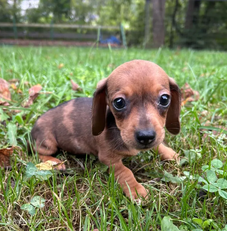 AKC Wynona *Delivery Available* – Miniature Dachshund puppy for sale in Laurel, IN