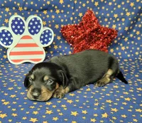 AKC "Levi" purebred, a male Miniature Dachshund for sale in Laurel, IN – 2 of 6