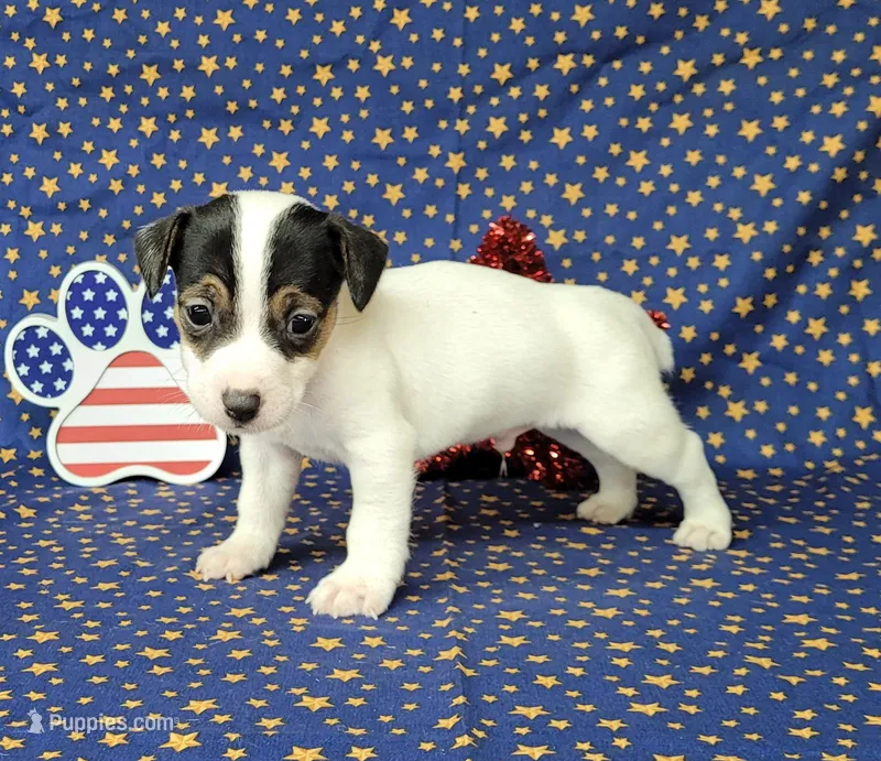 Ricochet purebred JRT – Jack Russell Terrier puppy for sale in Laurel, IN