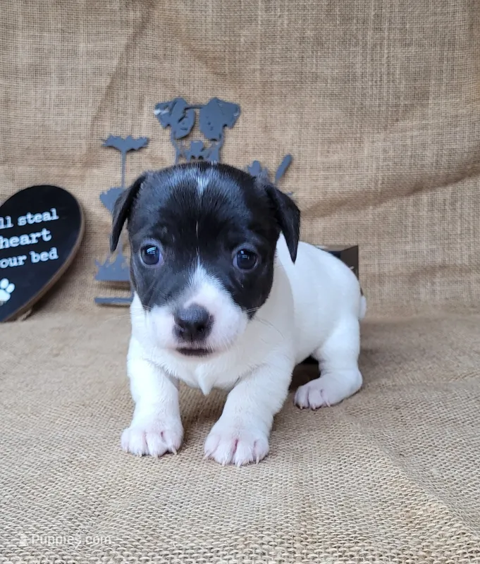 Pebbles purebred Jack Russell Terrier  – Jack Russell Terrier puppy for sale in Laurel, IN