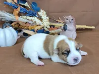 Tonka rough coat male JRT, a male Jack Russell Terrier for sale in Laurel, IN – 2 of 7