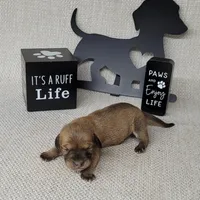 Vupira shaded cream AKC, a female Miniature Dachshund for sale in Laurel, IN – Photo 4 of 5