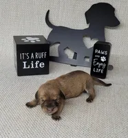 Vupira shaded cream AKC, a female Miniature Dachshund for sale in Laurel, IN – Photo 4 of 5